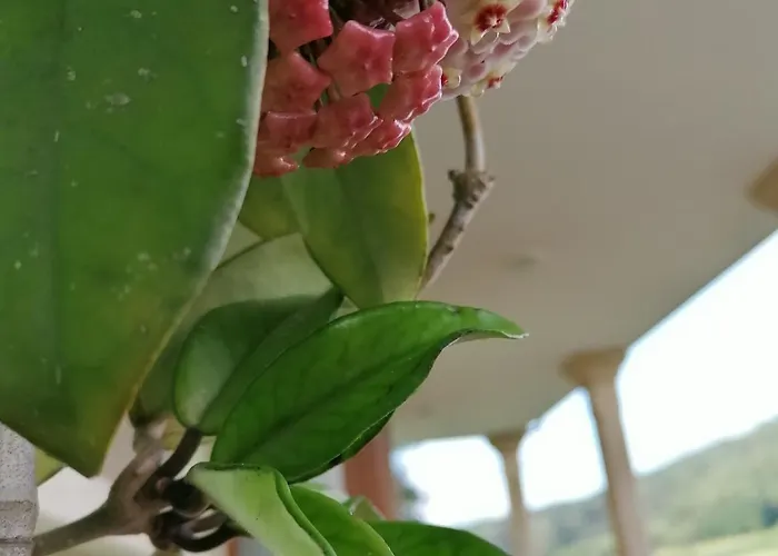 Casanosa Dom wakacyjny *