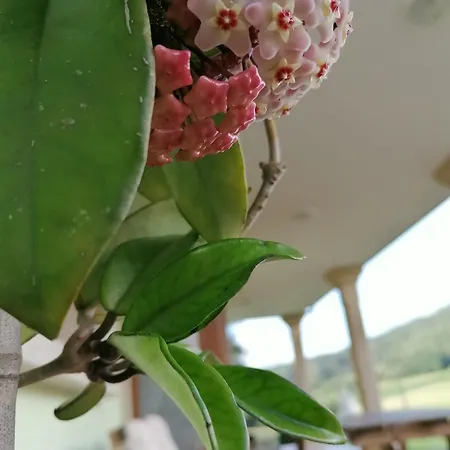 Casanosa Semesterbostad *